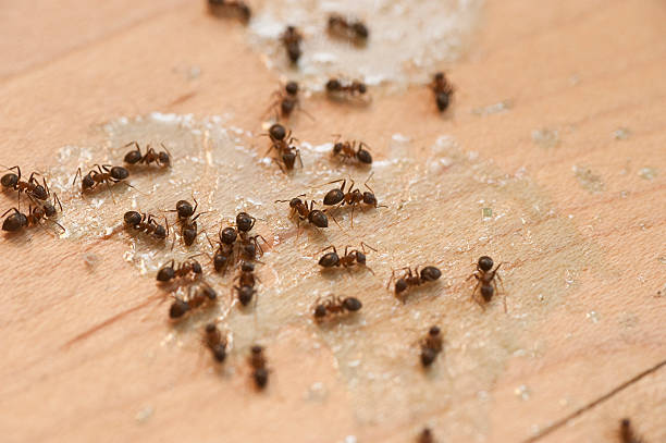 Best Pest Control for Businesses  in Secaucus, NJ