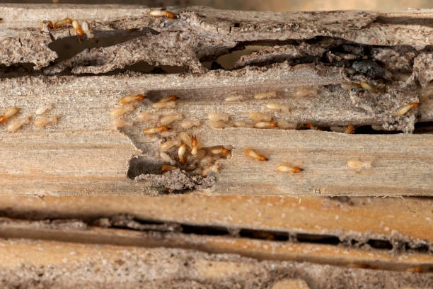 Best Mosquito Control Services  in Secaucus, NJ